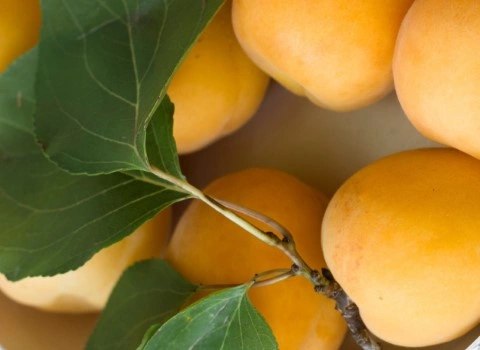 لیست قیمت آلو بخارا خوانسار به صورت عمده و با صرفه