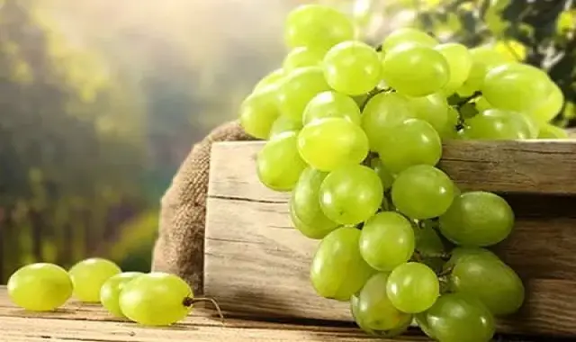 خرید عمده انگور یاقوتی بی دانه با بهترین شرایط
