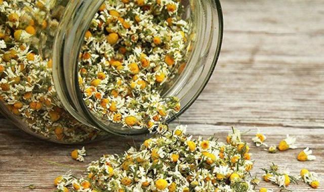 مشخصات گیاه بابونه خشک و نحوه خرید عمده