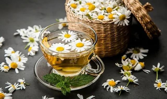 مشخصات گیاه بابونه وحشی و نحوه خرید عمده