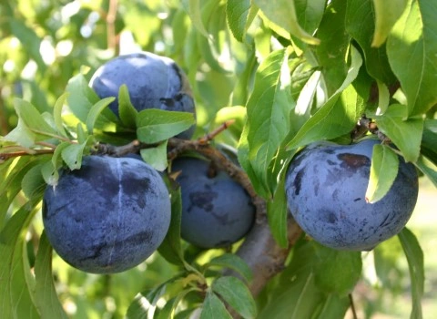 مشخصات آلو سیاه جنگلی و نحوه خرید عمده