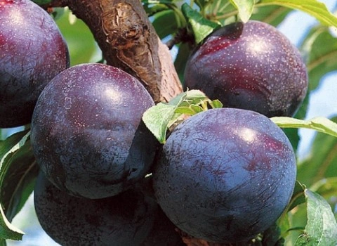 قیمت خرید عمده آلو سیاه شیرین ارزان و مناسب