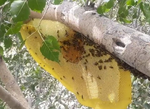 مشخصات عسل کوهی خالص و نحوه خرید عمده