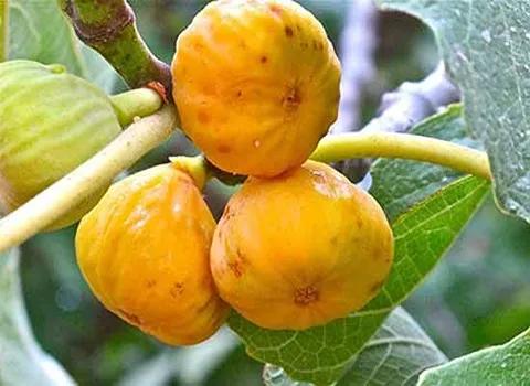 قیمت خرید عمده شیره سفید انجیر نارس ارزان و مناسب