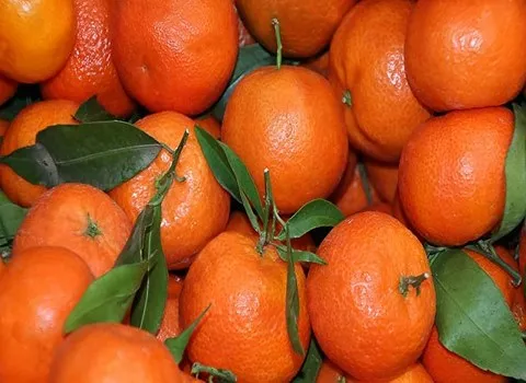 قیمت خرید عمده نارنگی پیج فرانسوی ارزان و مناسب