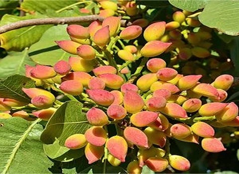 قیمت و خرید پسته پیوندی اکبری با مشخصات کامل