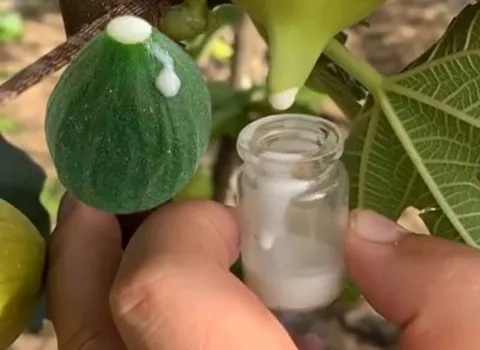 لیست قیمت شیره انجیر سفید به صورت عمده و با صرفه