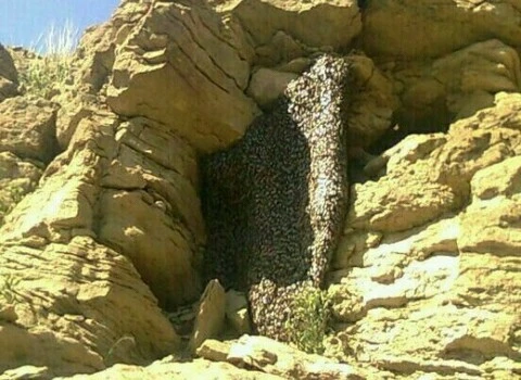 لیست قیمت عسل خالص کوهی به صورت عمده و با صرفه