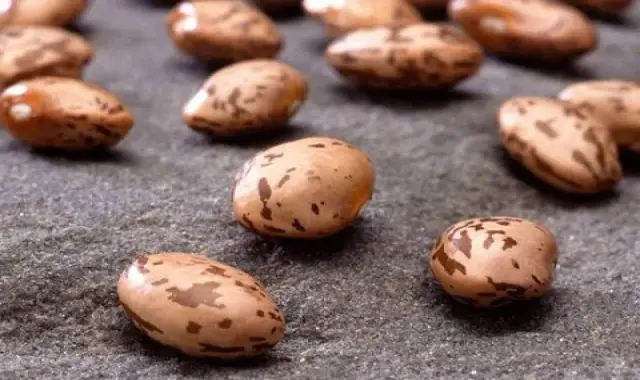 مشخصات لوبیا چیتی مجلسی ارزان و نحوه خرید عمده