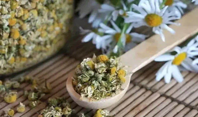 قیمت و خرید گیاه بابونه تلخ با مشخصات کامل