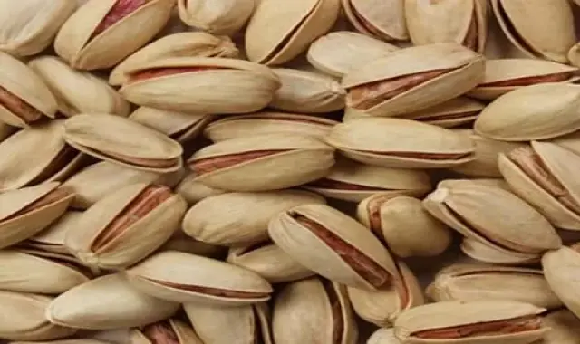 قیمت خرید عمده پسته خام سفید ارزان و مناسب