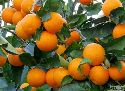 قیمت خرید عمده پرتقال ریز شمالی ارزان و مناسب