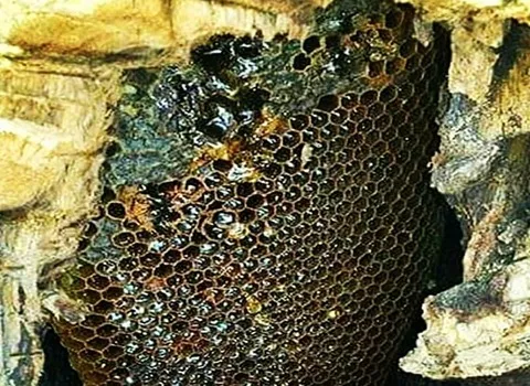 قیمت خرید عمده عسل وحشی سیاه ارزان و مناسب