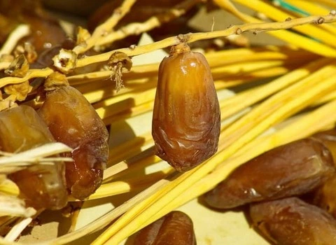 مشخصات خرما شیرین تاجیکی و نحوه خرید عمده