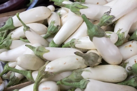 بادمجان سفید تخم مرغی همراه با توضیحات کامل و آشنایی