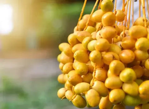 خرمای کلوته کرمان آشنایی صفر تا صد قیمت خرید عمده