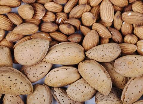 قیمت و خرید بادام مامایی شهرکرد با مشخصات کامل