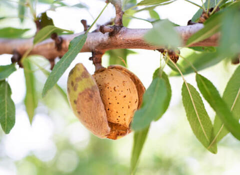 آموزش خرید بادام درختی نمکی صفر تا صد