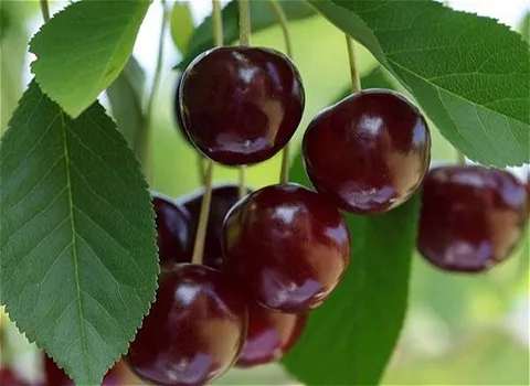 آموزش خرید گیلاس تکدانه سیاه صفر تا صد