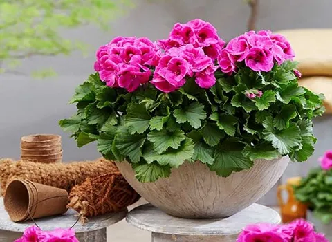 قیمت خرید عمده گیاه آپارتمانی گلدار ارزان و مناسب