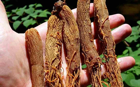 راهنمای خرید گیاه جینسینگ قرمز با شرایط ویژه و قیمت استثنایی