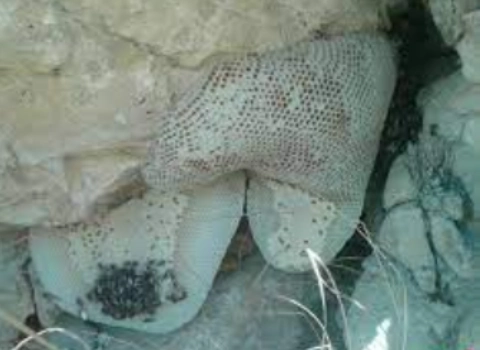 قیمت خرید عمده عسل کوهی طبیعی ارزان و مناسب