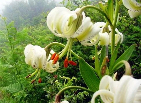 گیاهان دارویی کوهی ایران آشنایی صفر تا صد قیمت خرید عمده