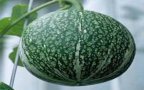 خرید عمده خربزه پوست سبز با بهترین شرایط