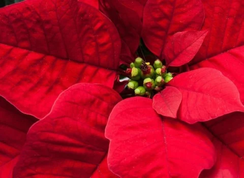 گیاه آپارتمانی برگ قرمز آشنایی صفر تا صد قیمت خرید عمده