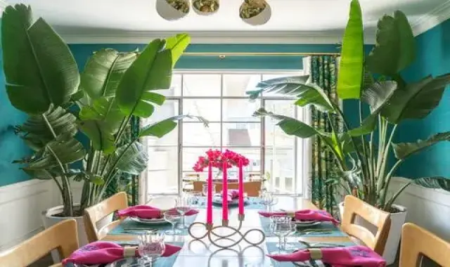 خرید عمده گل آپارتمانی بزرگ با بهترین شرایط