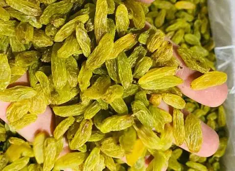 راهنمای خرید کشمش سبز ممتاز با شرایط ویژه و قیمت استثنایی