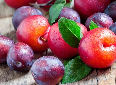 آلو بخارای تازه آشنایی صفر تا صد قیمت خرید عمده