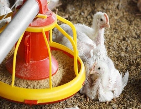 خرید عمده ظرف دانخوری مرغ با بهترین شرایط