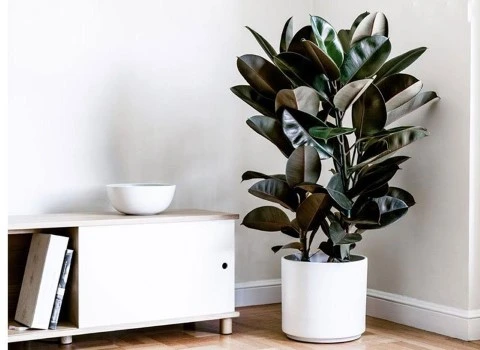 گل آپارتمانی فیکوس همراه با توضیحات کامل و آشنایی