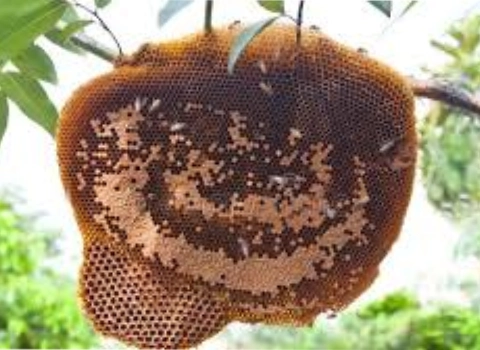 لیست قیمت عسل گون زرد به صورت عمده و با صرفه