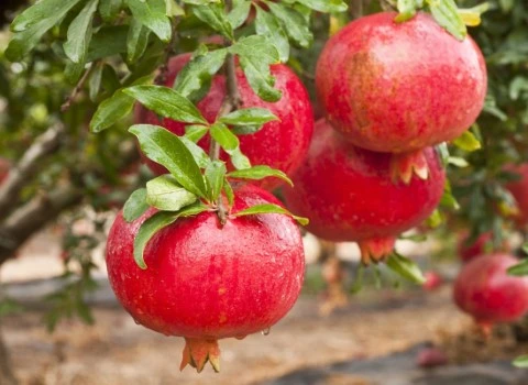 راهنمای خرید انار بزرگ قرمز با شرایط ویژه و قیمت استثنایی