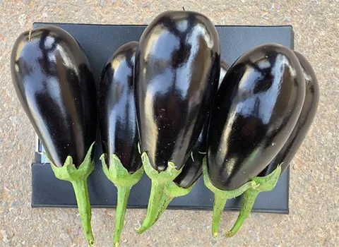 آموزش خرید بادمجان لامپی صادراتی صفر تا صد