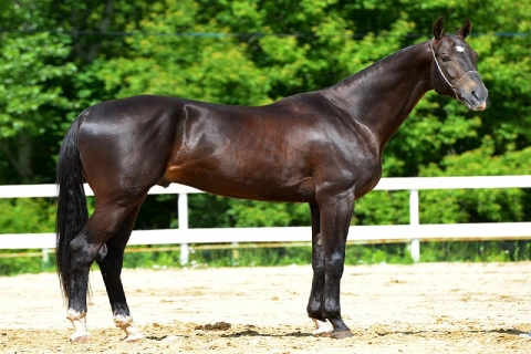 آموزش خرید اسب ترکمن سیاه صفر تا صد