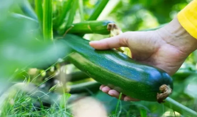 قیمت خرید عمده کدو سبز خیلی بزرگ ارزان و مناسب