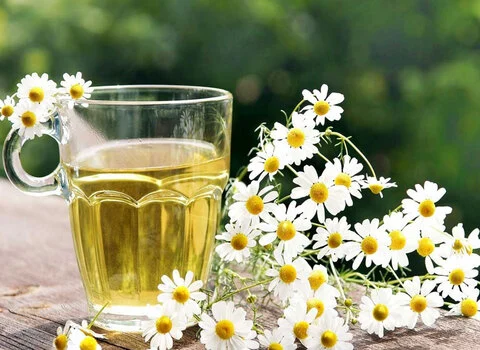 خرید عمده گیاه گل بابونه با بهترین شرایط