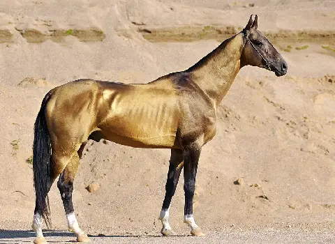 خرید عمده اسب ترکمن آخال تکه با بهترین شرایط