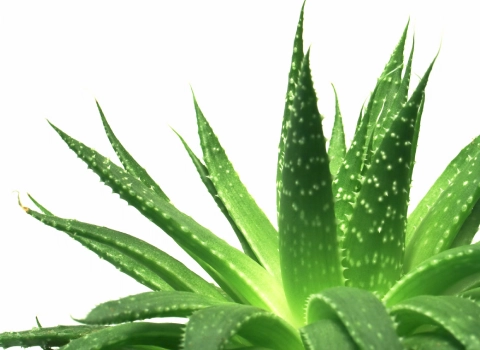 گیاه آلوئه ورا زینتی همراه با توضیحات کامل و آشنایی