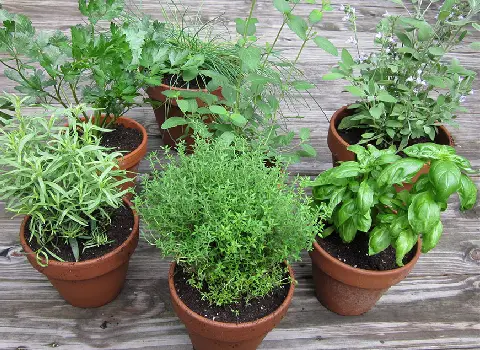 خرید عمده گیاهان دارویی آپارتمانی با بهترین شرایط