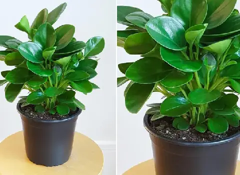 لیست قیمت گیاهان تزئینی مقاوم به سرما به صورت عمده و با صرفه