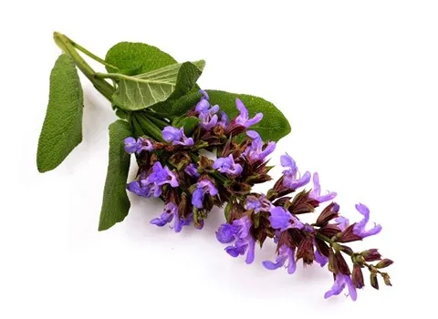 قیمت خرید عمده گیاهان دارویی مریم گلی ارزان و مناسب