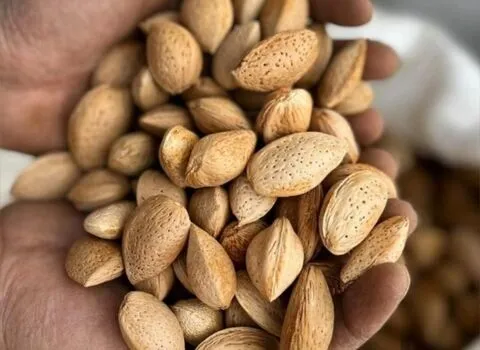 بادام درختی شیراز آشنایی صفر تا صد قیمت خرید عمده