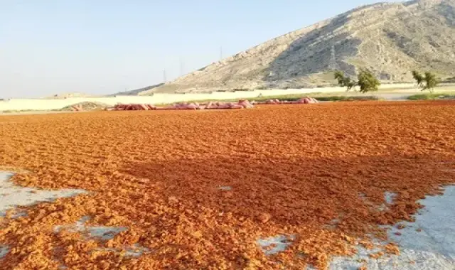قیمت و خرید تفاله گوجه خشک با مشخصات کامل