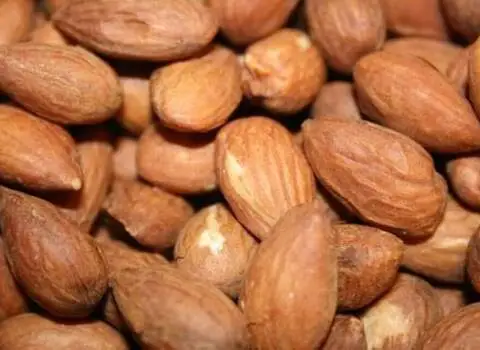 قیمت و خرید بادام درختی قزوین با مشخصات کامل