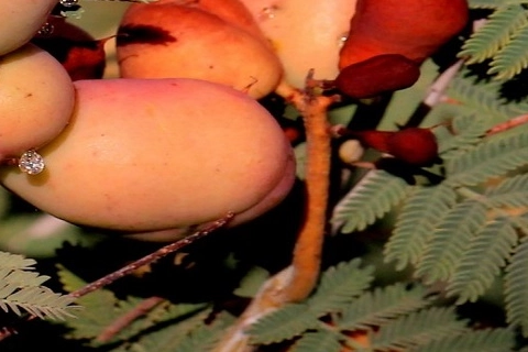 مشخصات گیاه دارویی جغجغه و نحوه خرید عمده