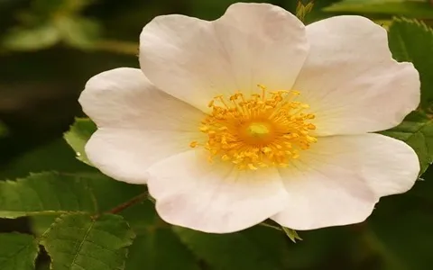 مشخصات گل نسترن سفید و نحوه خرید عمده